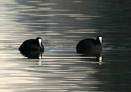 Eurasian Coot