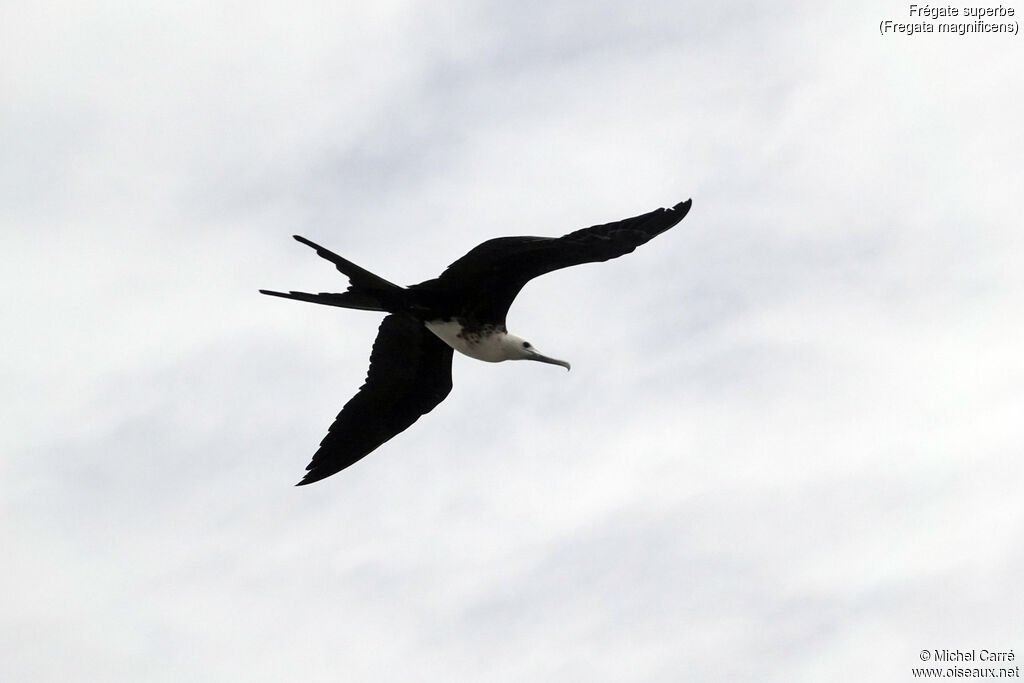 Frégate superbeimmature