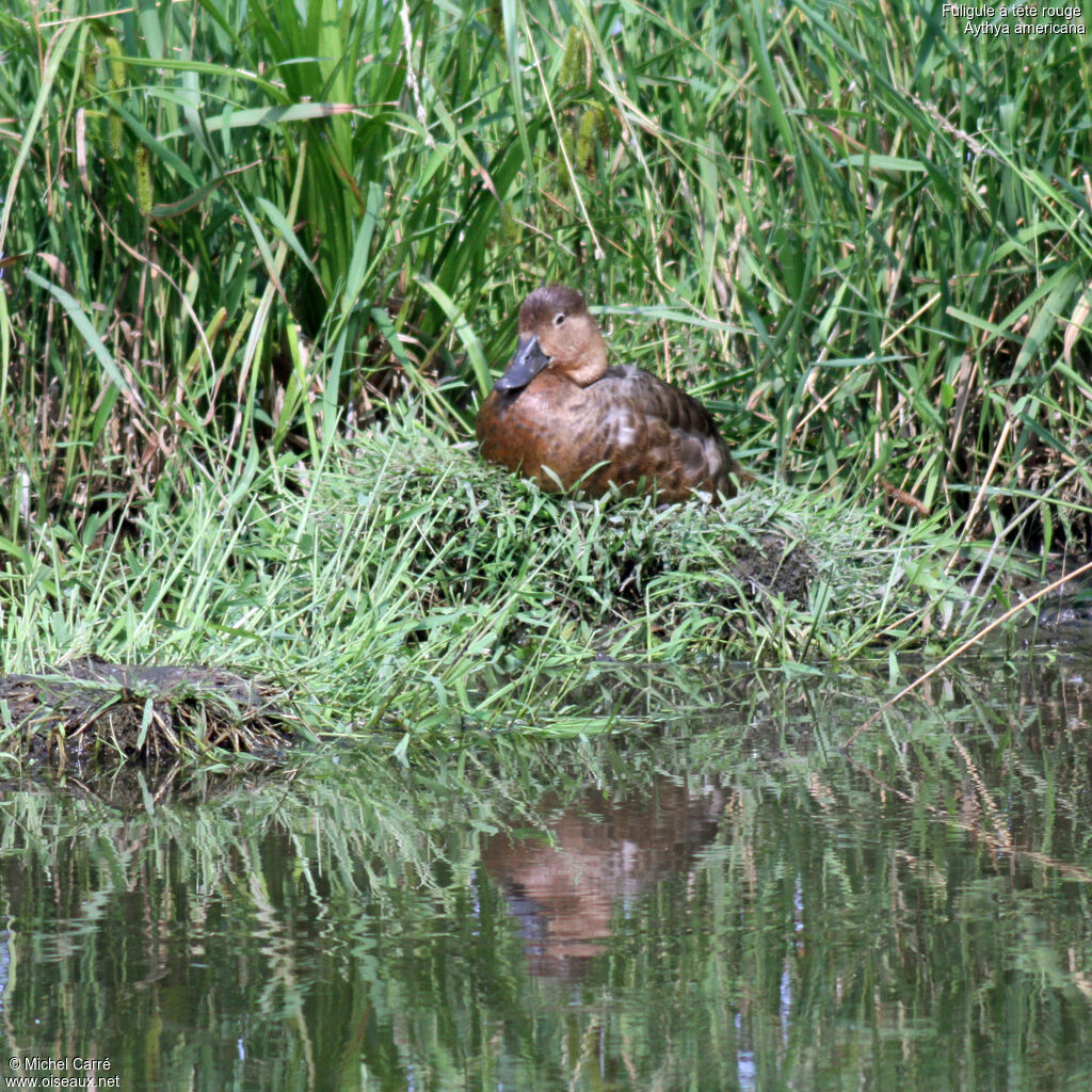 Fuligule à tête rouge femelle adulte