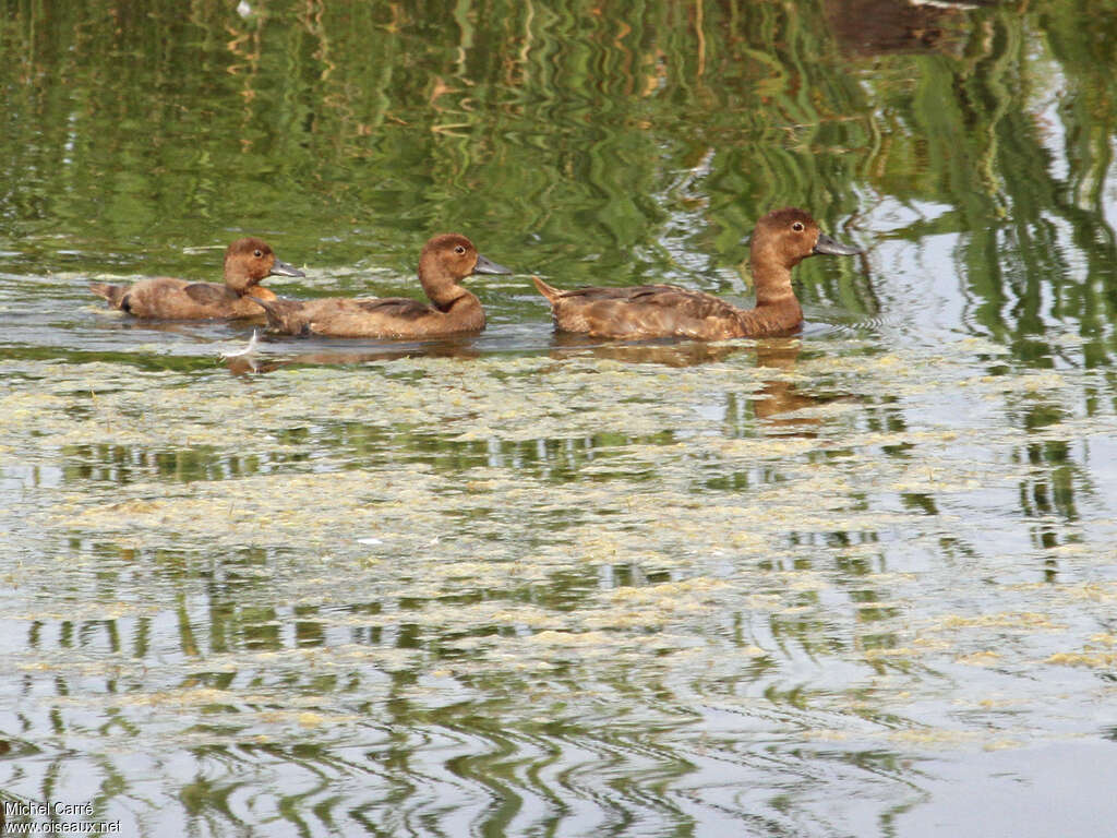 Redhead, Reproduction-nesting