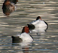 Common Pochard