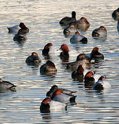 Common Pochard