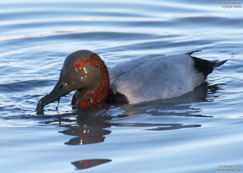 Common Pochard male adult