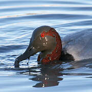 Common Pochard