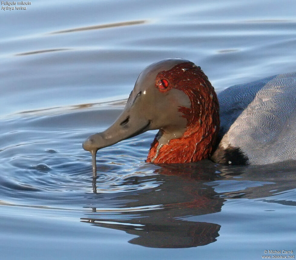 Common Pochard