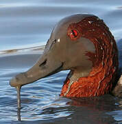 Common Pochard