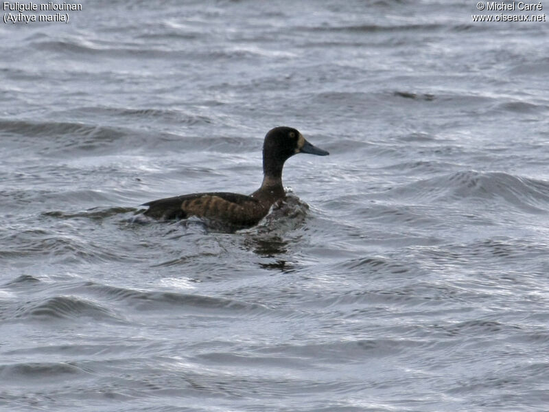 Greater Scaup female adult, swimming