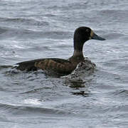 Greater Scaup