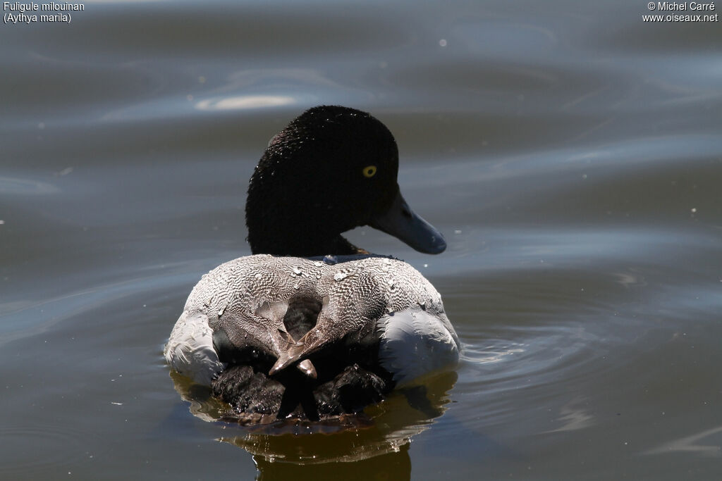 Greater Scaup male adult breeding