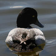 Greater Scaup