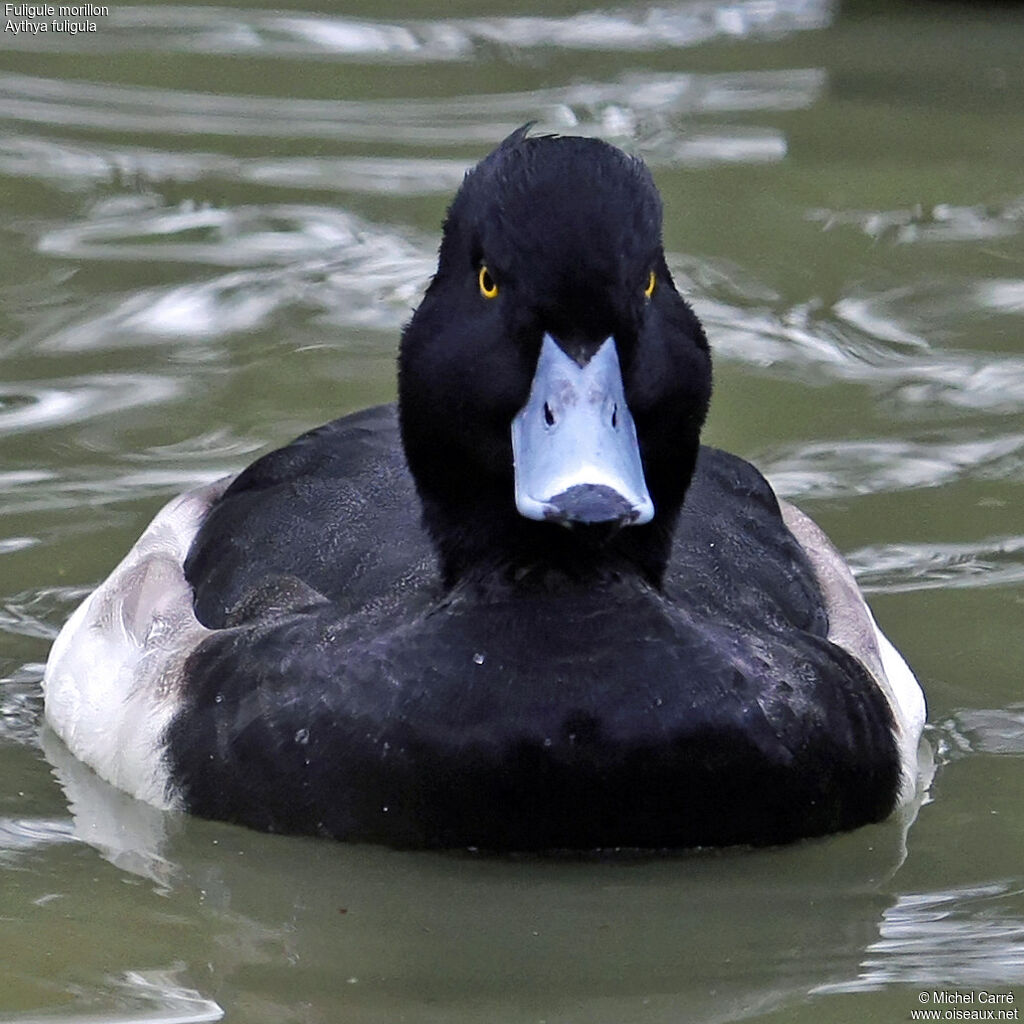 Tufted Duck male adult