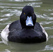 Tufted Duck