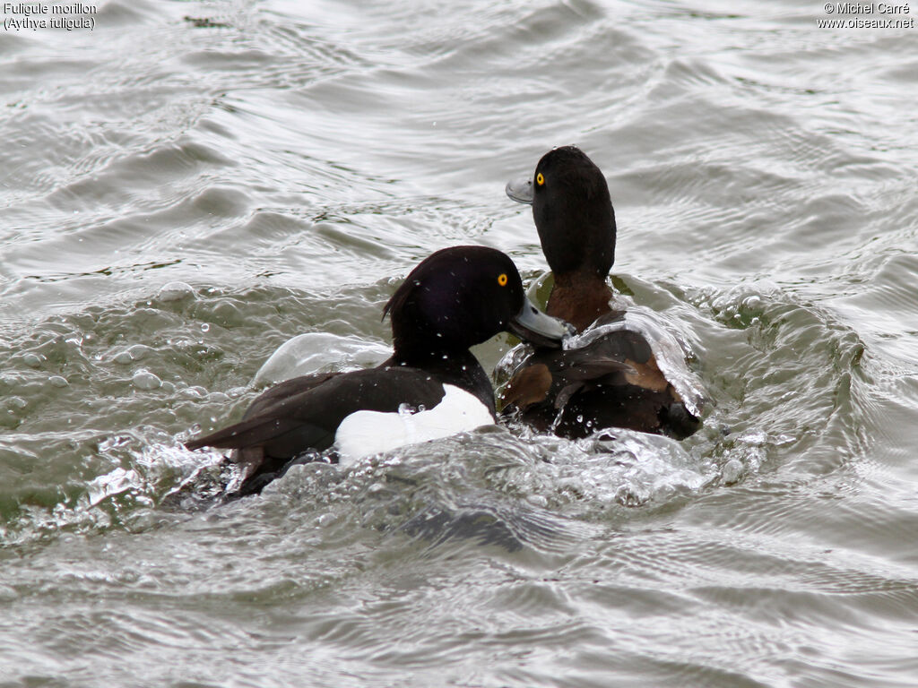 Tufted Duckadult breeding, mating.