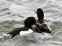 Tufted Duck