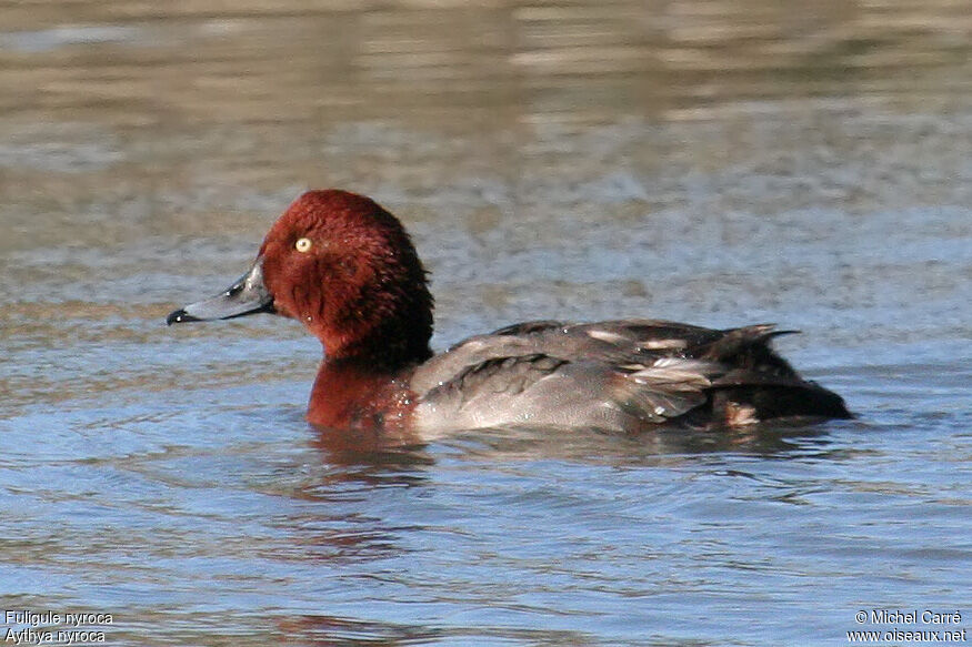 Ferruginous Duck male adult breeding, identification