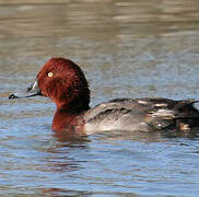 Ferruginous Duck