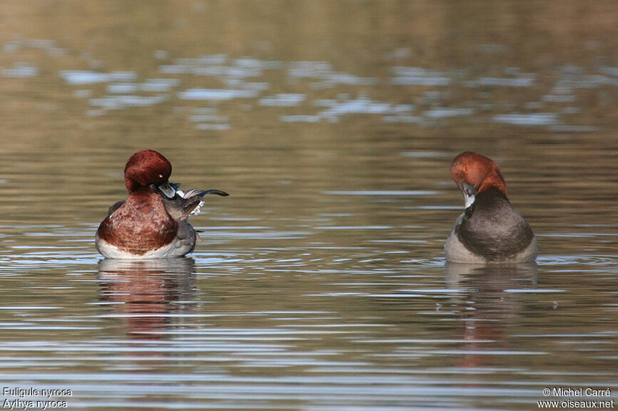 Ferruginous Duck male adult breeding, identification