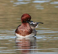 Ferruginous Duck