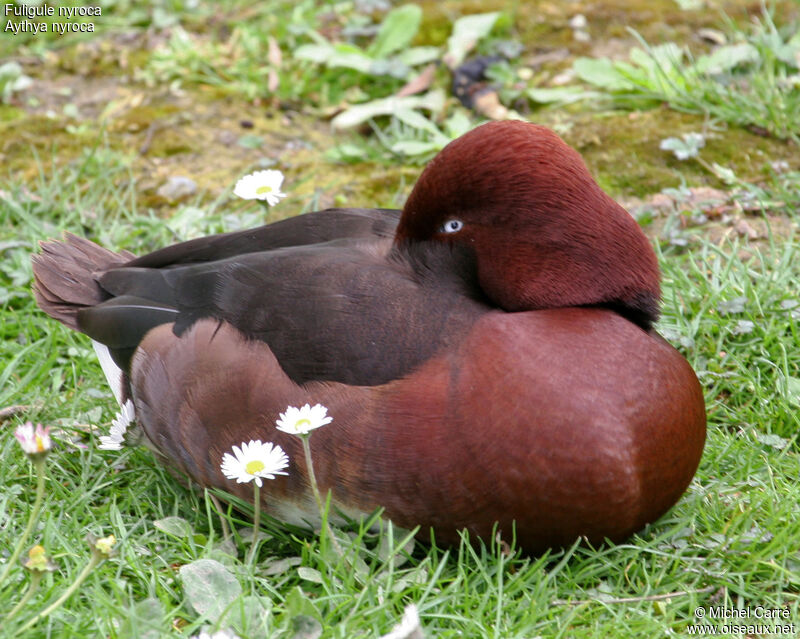 Ferruginous Duck male adult breeding