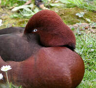 Ferruginous Duck