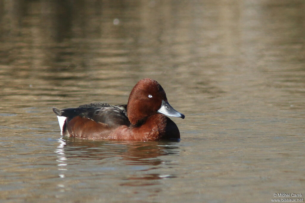 Ferruginous Duck male adult