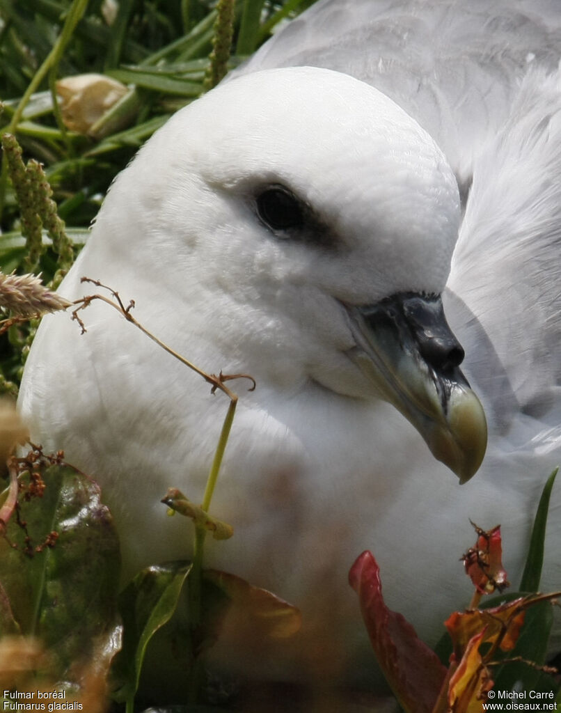 Fulmar boréaladulte