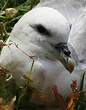 Fulmar boréal