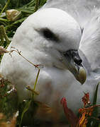 Fulmar boréal