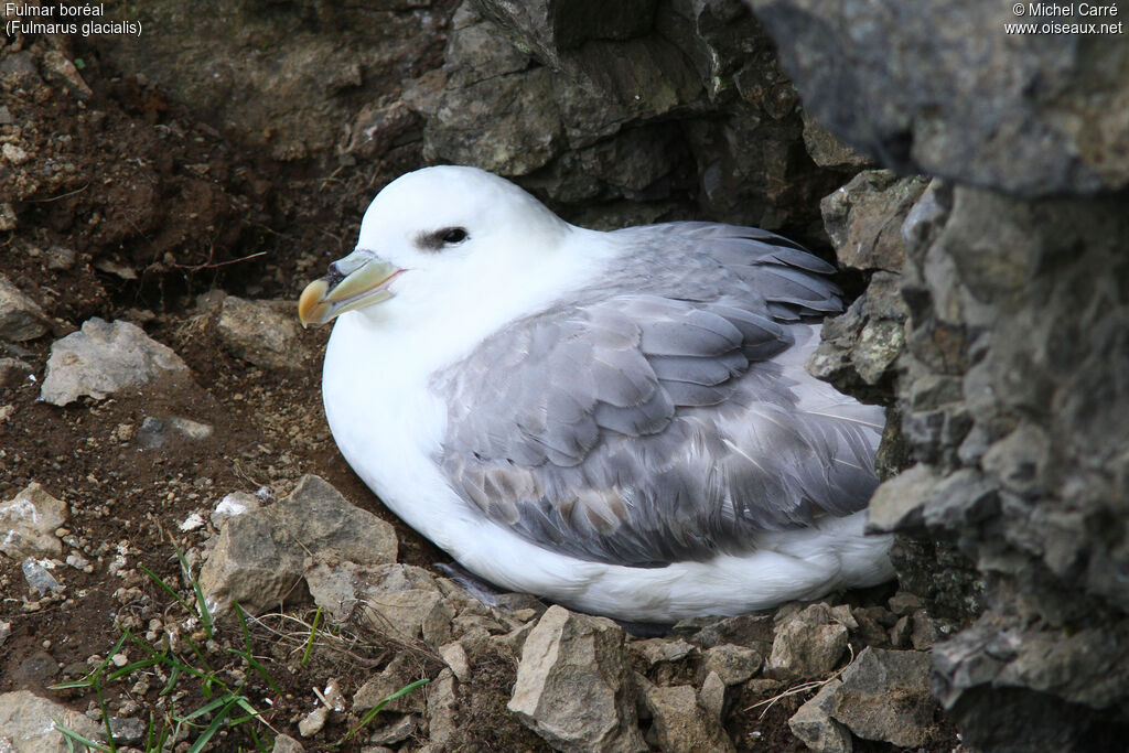 Fulmar boréaladulte