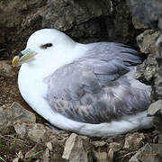 Northern Fulmar