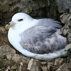 Fulmar boréal