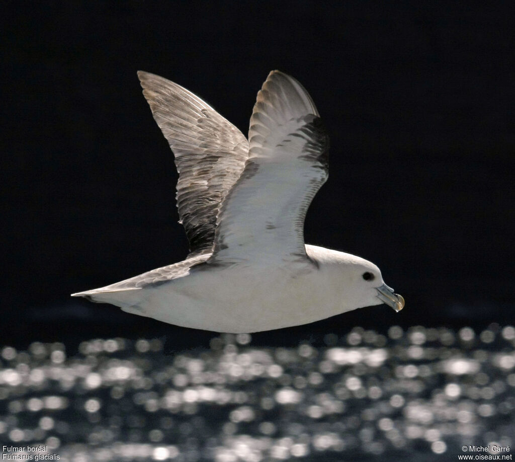 Fulmar boréaladulte, Vol