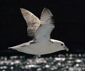 Fulmar boréal