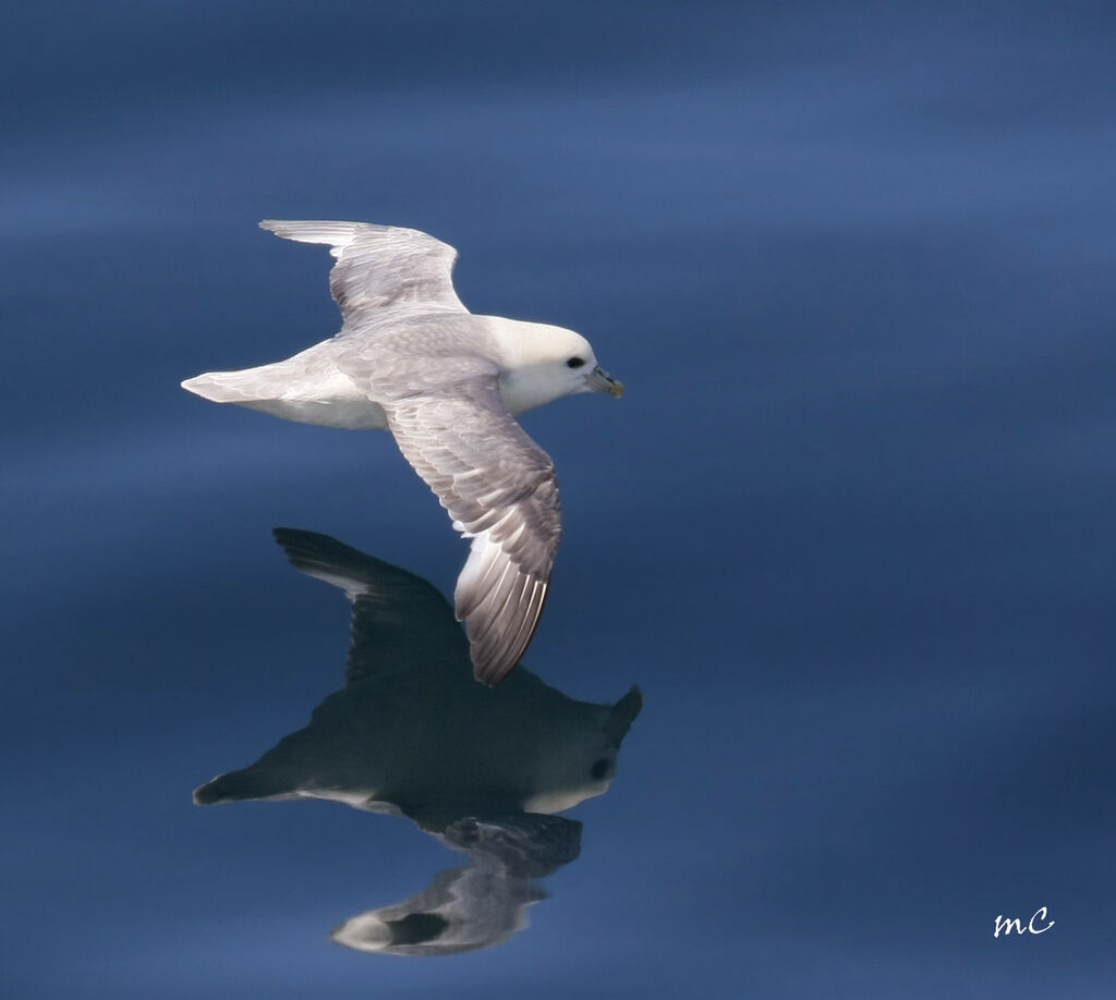 Fulmar boréaladulte, Vol