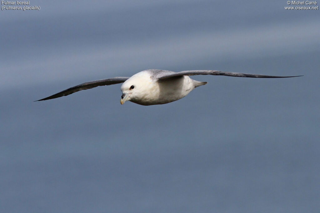 Fulmar boréaladulte, Vol