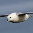 Fulmar boréal