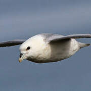 Northern Fulmar