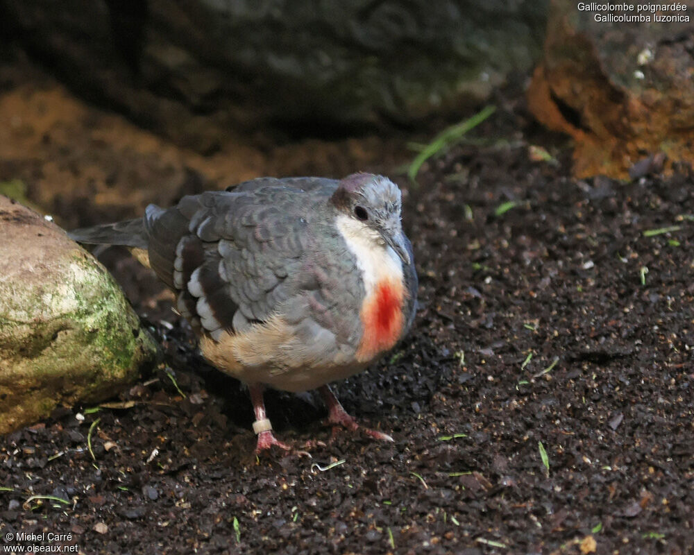 Gallicolombe poignardée