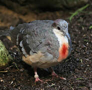 Luzon Bleeding-heart