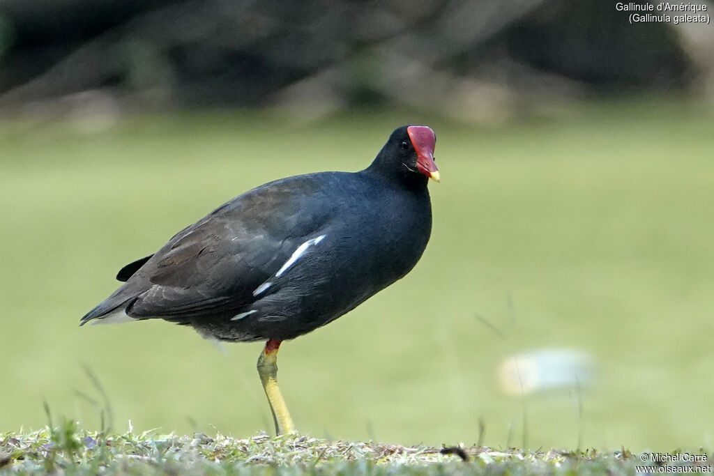 Gallinule d'Amérique
