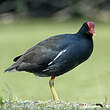 Gallinule d'Amérique