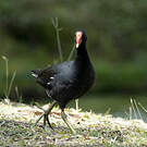 Gallinule d'Amérique