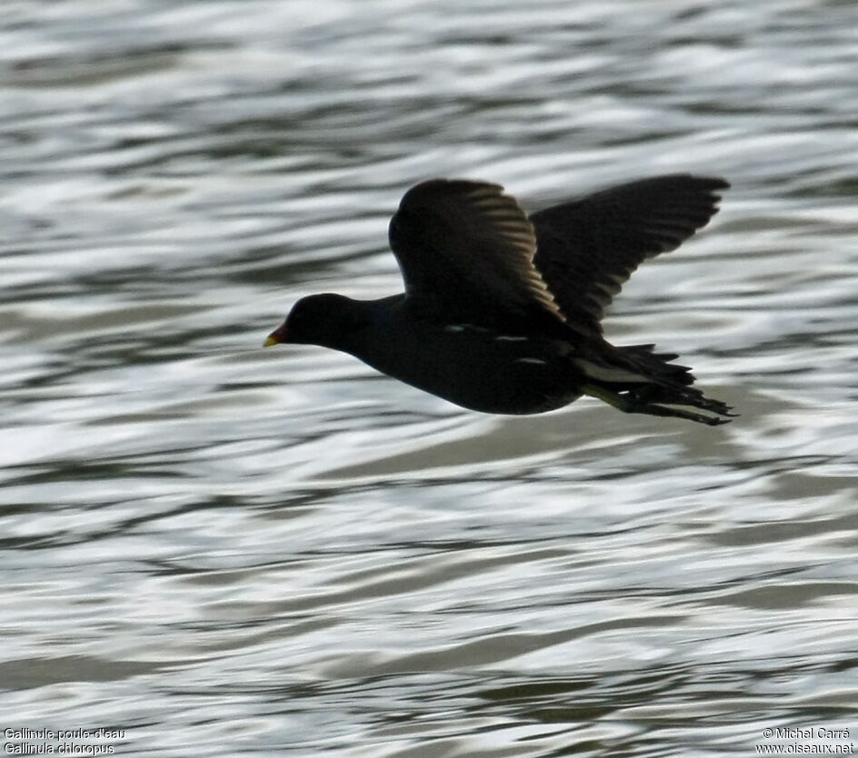 Gallinule poule-d'eauadulte, Vol