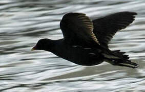 Gallinule poule-d'eau