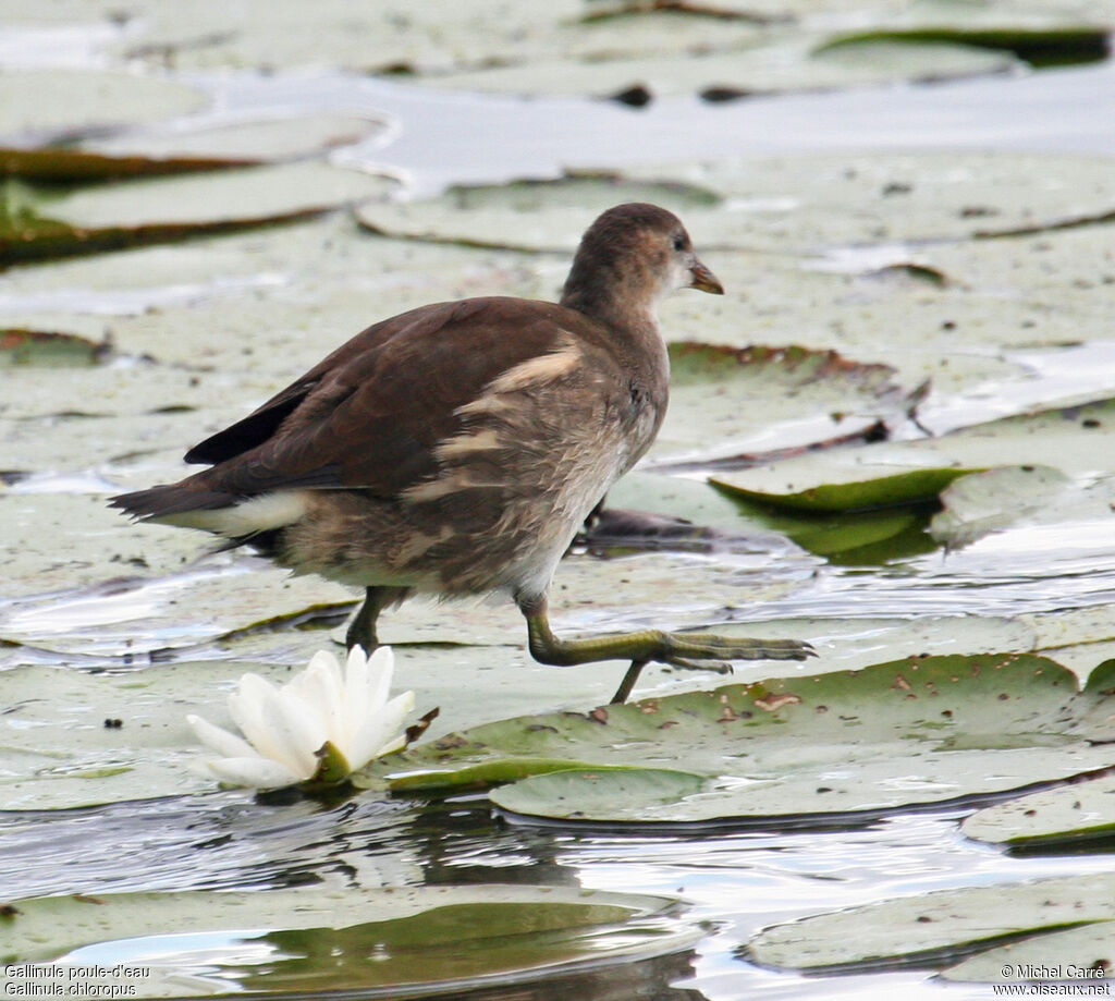 Gallinule poule-d'eaujuvénile