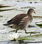 Gallinule poule-d'eau