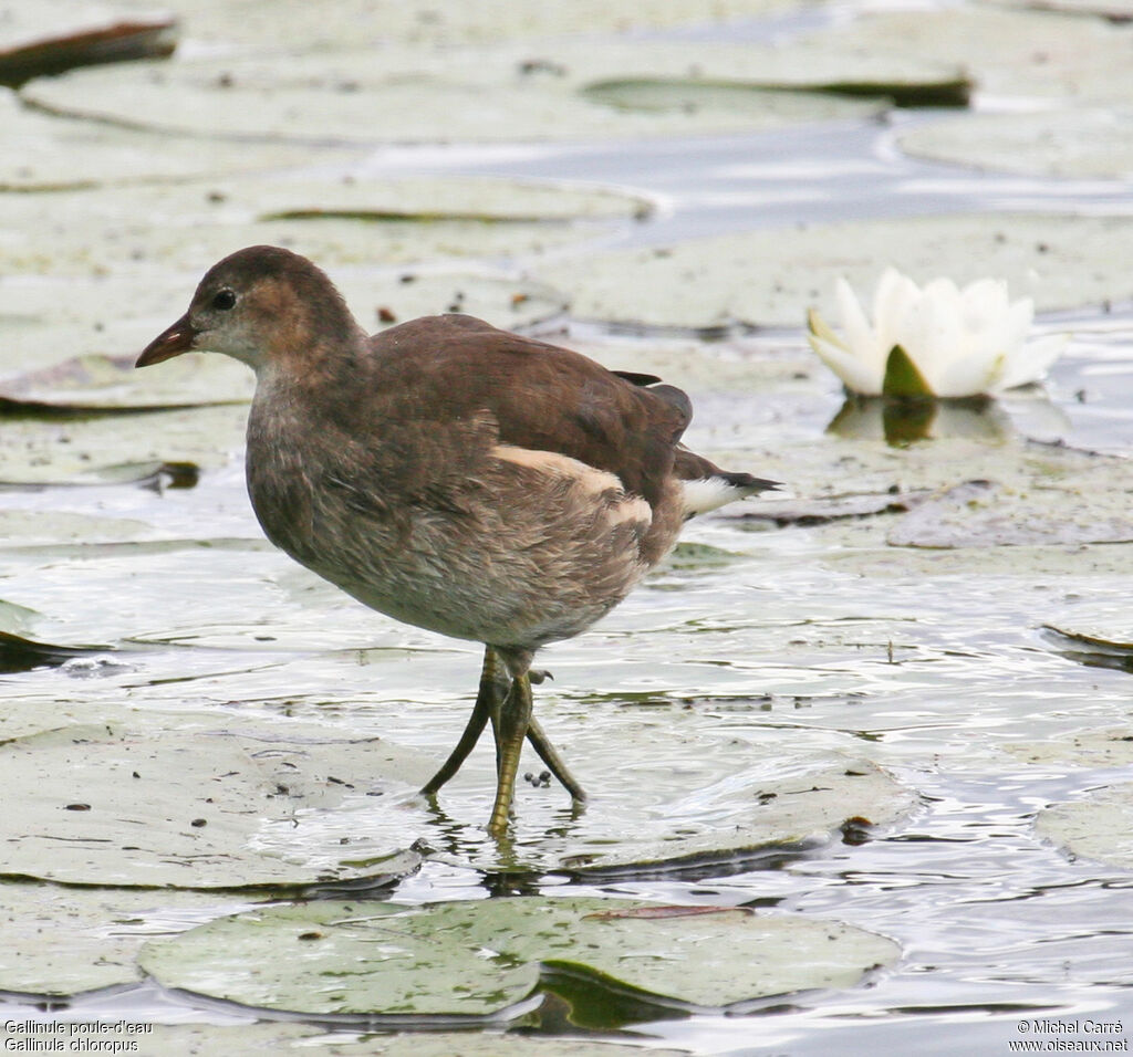 Gallinule poule-d'eaujuvénile