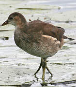 Gallinule poule-d'eau