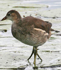 Gallinule poule-d'eau