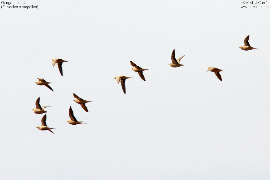 Spotted Sandgrouse, Flight